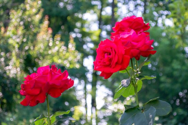 Red Rose Forest – A Pearl in Manchester’s Crown