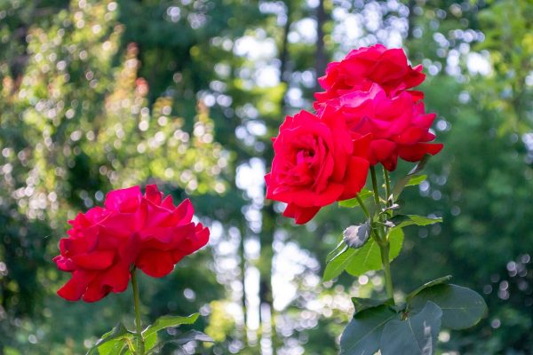 Red Rose Forest – A Pearl in Manchester’s Crown