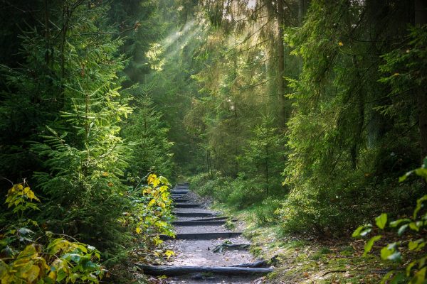 The Beauty of English Community Forests