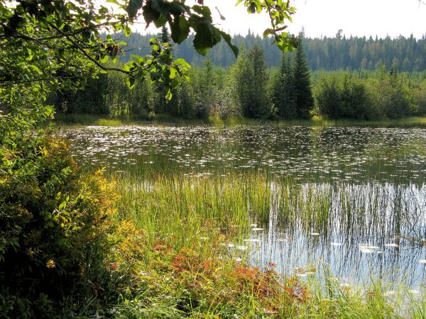 The Great Manchester Wetlands: A Much-Needed Transformation